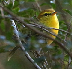 Phylloscopus ruficapilla