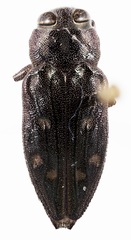 Chrysobothris fiskei