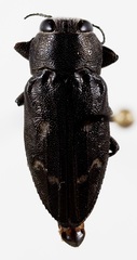 Chrysobothris peninsularis peninsularis