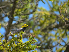 Setophaga virens image