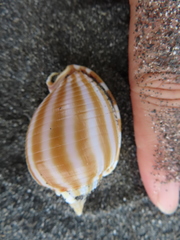 Phalium flammiferum