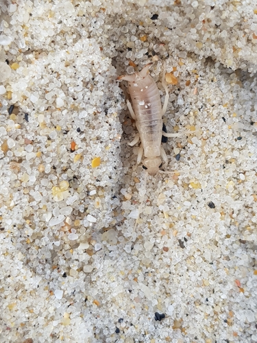 photo of Shore Earwig (Labidura riparia)