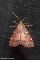Hypsopygia thymetusalis