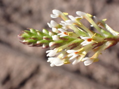Hebenstretia integrifolia