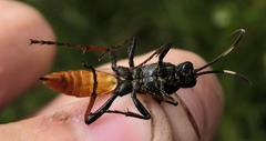 Protichneumon