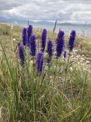 Veronica porphyriana