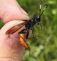 Protichneumon