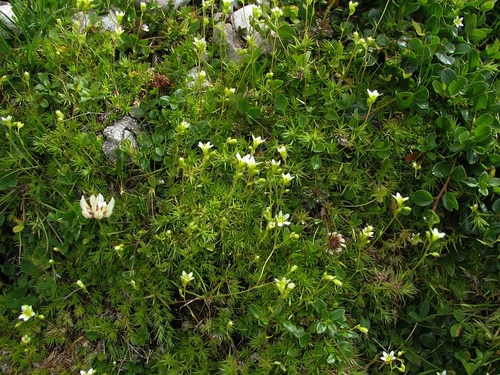 Saxifraga tenella