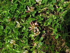 Trifolium thalii