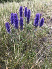 Veronica porphyriana