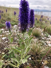 Veronica porphyriana
