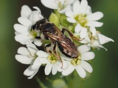Andrena dorsata