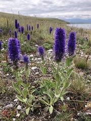Veronica porphyriana