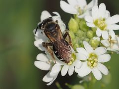 Andrena dorsata
