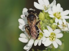 Andrena dorsata
