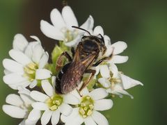 Andrena dorsata