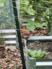 Cardinalis