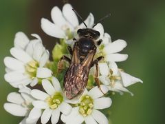 Andrena dorsata