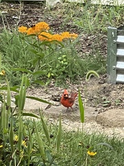 Cardinalis