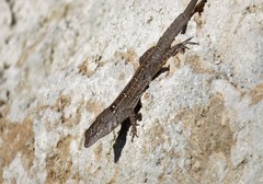 Anolis sagrei sagrei