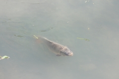 Cyprinus carpio