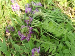 Oxytropis sylvatica