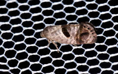 Eupselia beatella