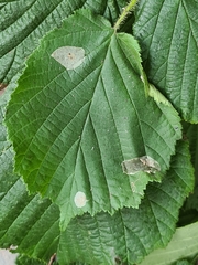 Phyllonorycter coryli