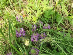Oxytropis sylvatica