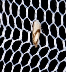 Opostegoides gephyraea