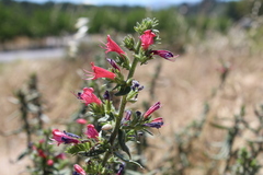 Echium rosulatum