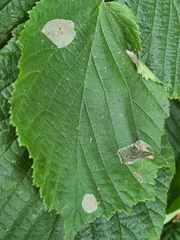 Phyllonorycter coryli