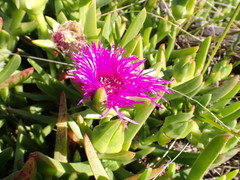 Carpobrotus deliciosus