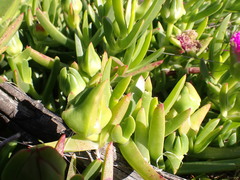 Carpobrotus deliciosus