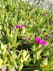 Carpobrotus deliciosus