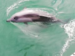 Cephalorhynchus heavisidii