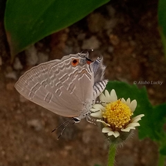 Pilodeudorix caerulea