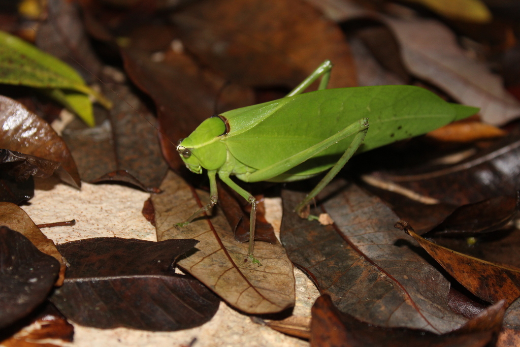 Stilpnochlora quadrata