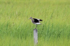Tringa semipalmata semipalmata