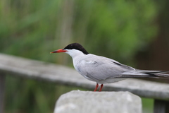Sterna hirundo hirundo