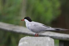 Sterna hirundo hirundo