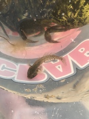 Pomatoschistus microps