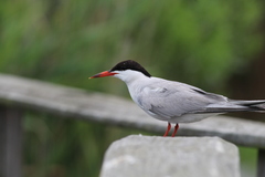 Sterna hirundo hirundo