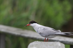 Sterna hirundo hirundo