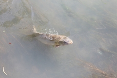 Cyprinus carpio