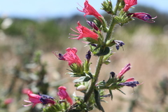 Echium rosulatum