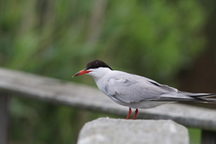 Sterna hirundo hirundo