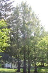 Sequoia