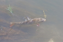 Cyprinus carpio