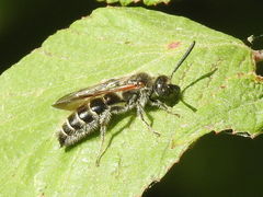 Colpa quinquecincta